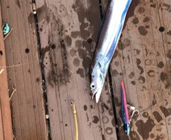 今年初タチウオ