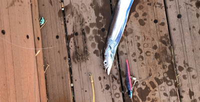 今年初タチウオ