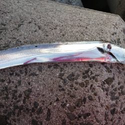 太刀魚居ません❗