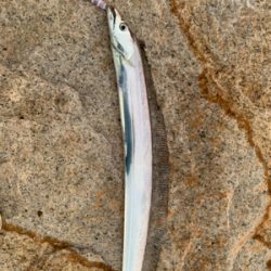 連日のタチウオ