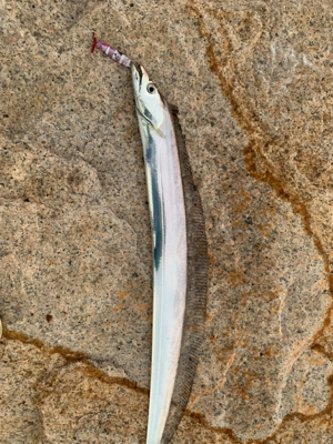 連日のタチウオ