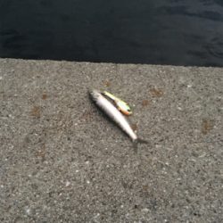 キリがない太刀乱舞！