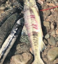 寒河江川鮭有効利用調査2日目