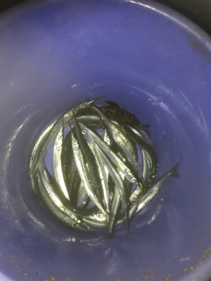 夕マズメ短時間