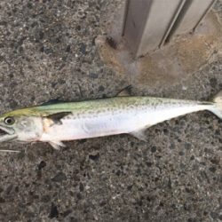 朝まずめ大遅刻からの二投目