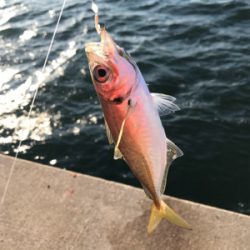 タチウオ、サビキ釣行