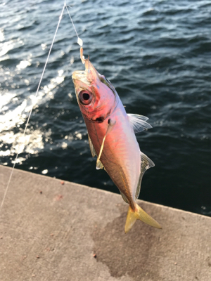 タチウオ、サビキ釣行