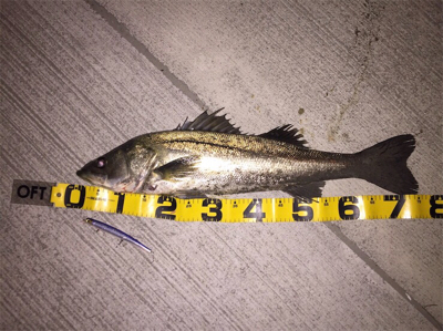 久しぶりにドブ川！