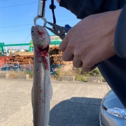 またまたドデカエソ