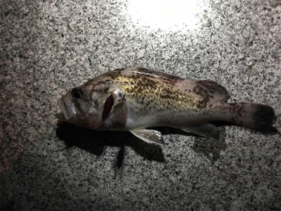 ナイトロックフィッシュ