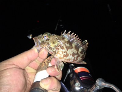 久しぶりのメバリング