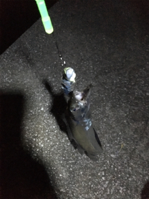 アタリはあるけど