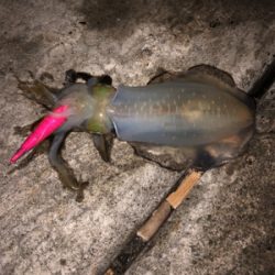 1投目のジンクス(泣)