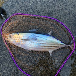 諦めムードからの本カツオ♪