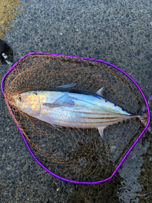 諦めムードからの本カツオ♪