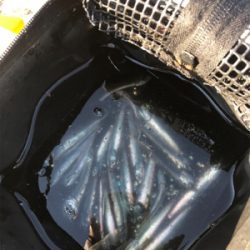 サビキでイワシ