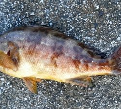 メバルが釣れました