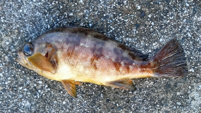 メバルが釣れました