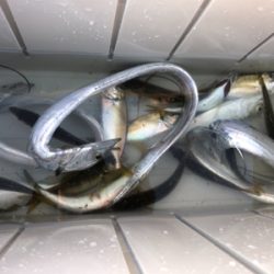 シーサイドタチウオ