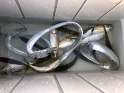 シーサイドタチウオ