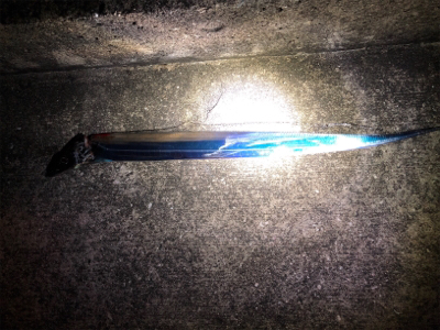 どうしても竿振りたくてσ^_^;