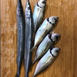 アジと脂ノリノリサヨリ♪