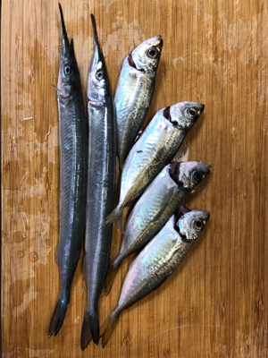 アジと脂ノリノリサヨリ♪