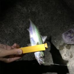 エサ釣りでサバ