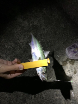 エサ釣りでサバ