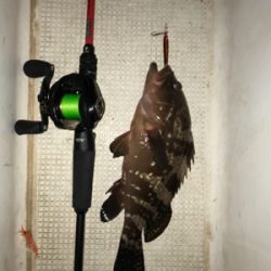 名港ボートでキジハタ！