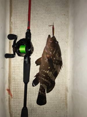 名港ボートでキジハタ！