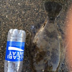 食欲旺盛なカレイ