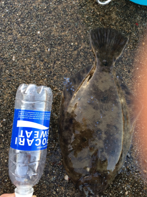 食欲旺盛なカレイ