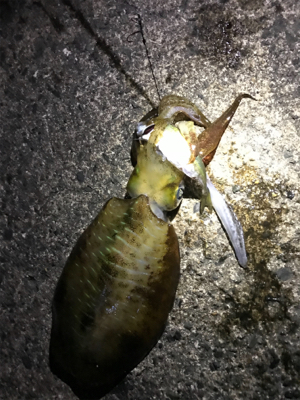 アオリ ウキ釣り