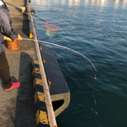 ちょい投げでタコとサビキでイワシ