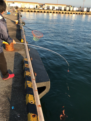 ちょい投げでタコとサビキでイワシ