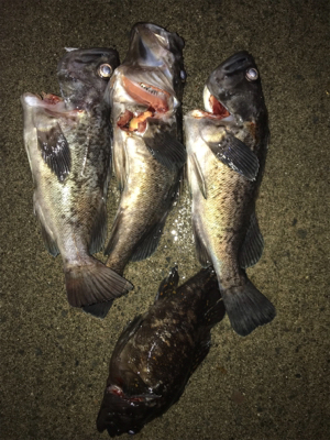 ロックフィッシュ！