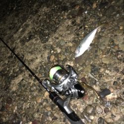 早朝ライトゲーム