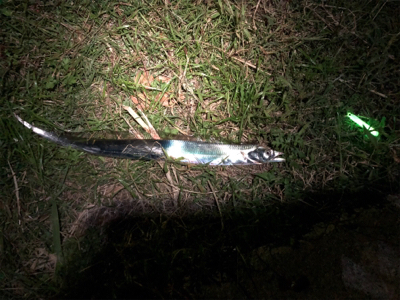 平日シーサイドコスモ