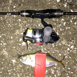 アジンガー1715〜1745 2002〜2025