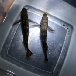 ちょいナイトロック