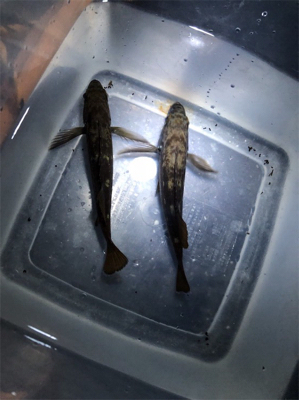 ちょいナイトロック