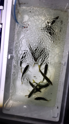 呑ませでは釣れない