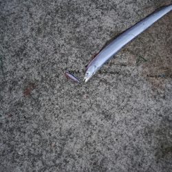 今期ケーソン初タチウオ