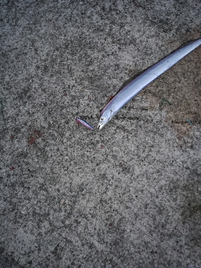 今期ケーソン初タチウオ