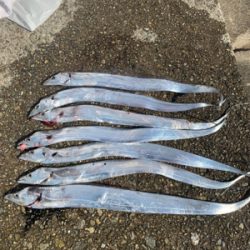 青物が釣りたくて！