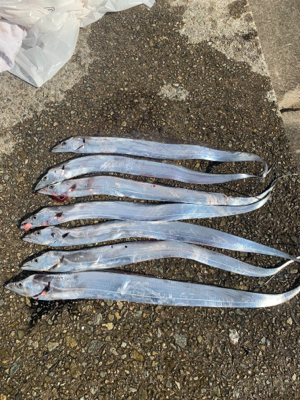 青物が釣りたくて！