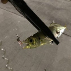 アジは裏切らない