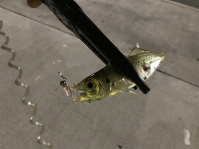 アジは裏切らない