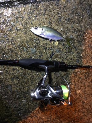 ナイトアジング